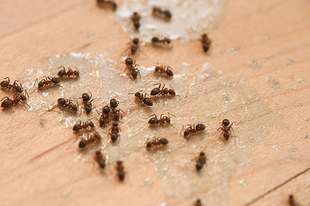 Best Pest Control Cost  in Hackettstown, NJ